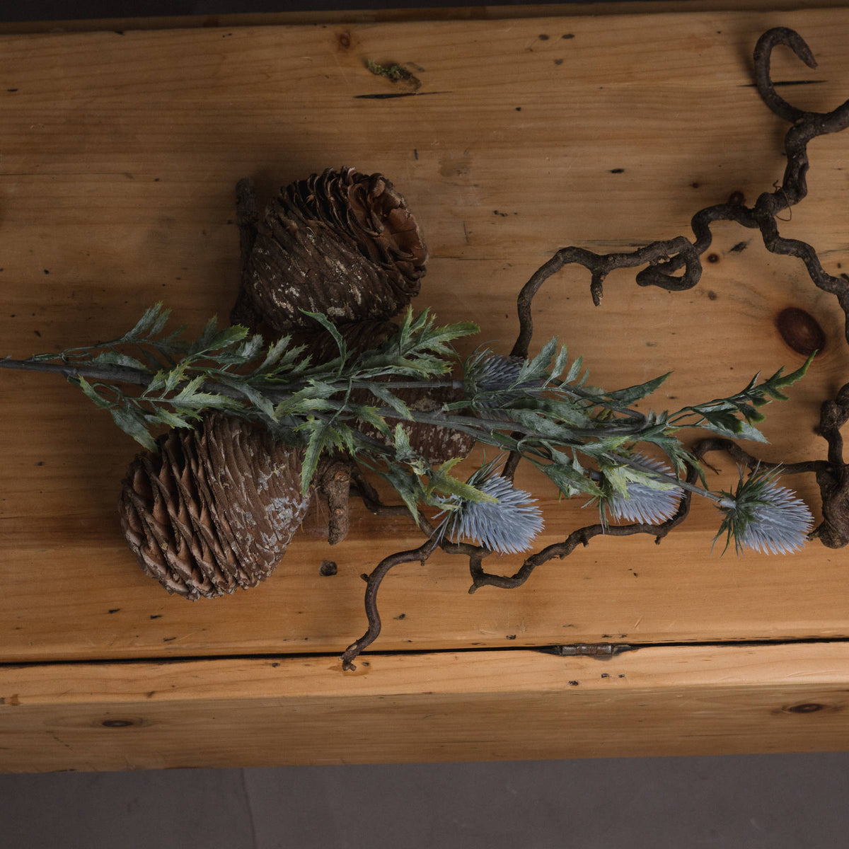 Eryngium Thistle
