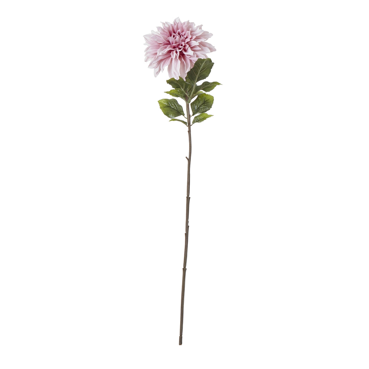 The Natural Garden Collection Pink Dahlia