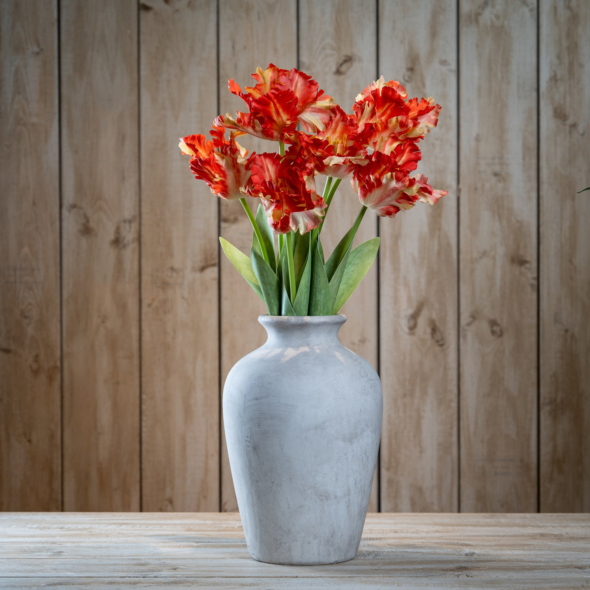 Flame Orange Parrot Tulip