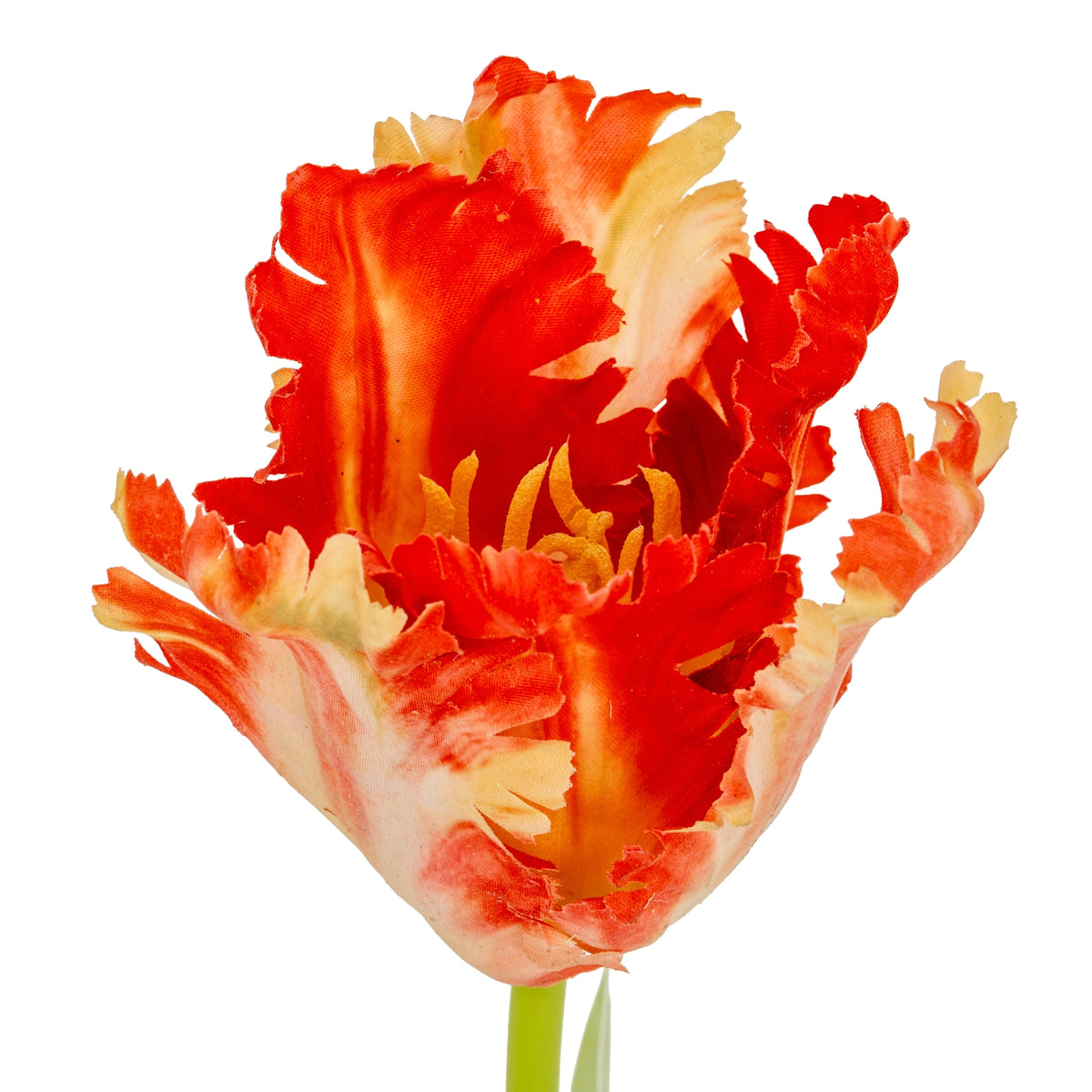 Flame Orange Parrot Tulip