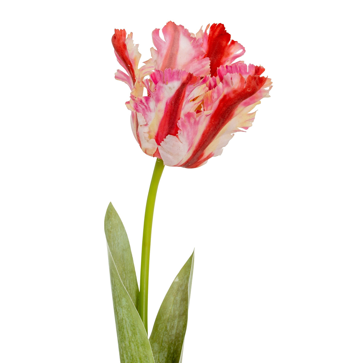 Multi Pink Parrot Tulip