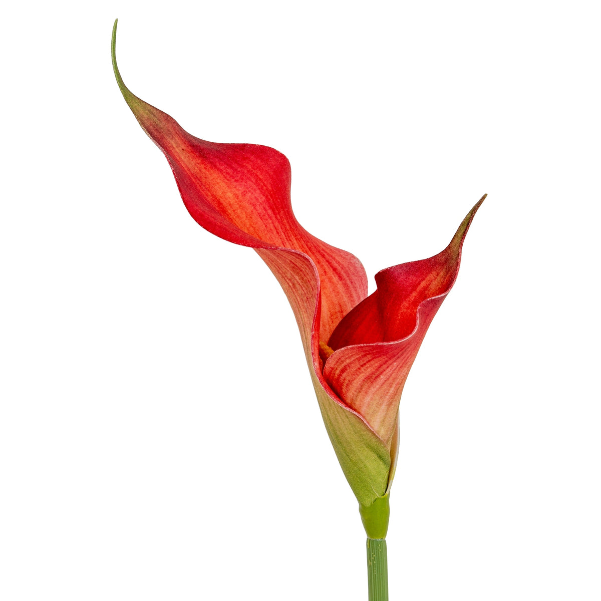 Fireball Calla Lily